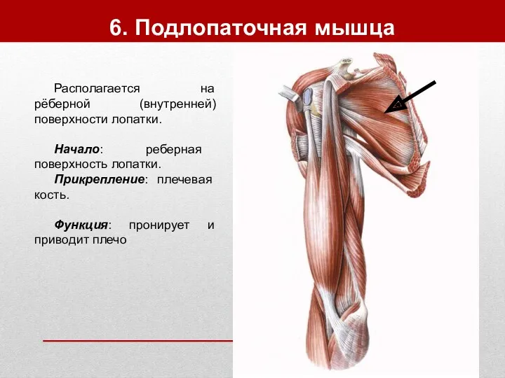 6. Подлопаточная мышца Располагается на рёберной (внутренней) поверхности лопатки. Начало: