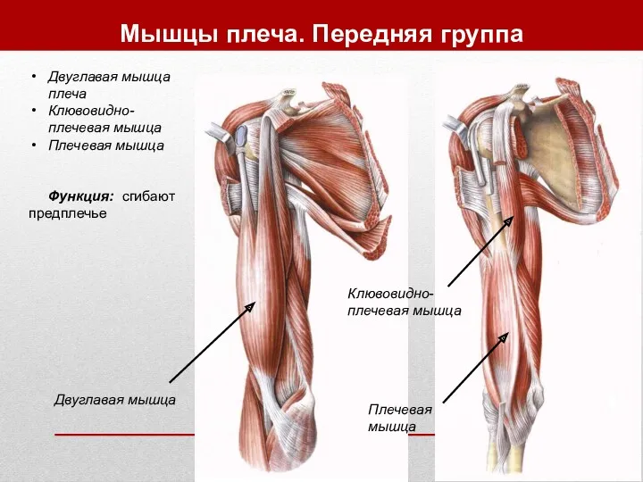 Мышцы плеча. Передняя группа Двуглавая мышца плеча Клювовидно-плечевая мышца Плечевая