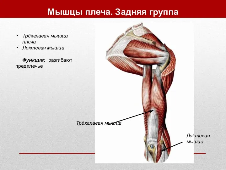 Мышцы плеча. Задняя группа Трёхглавая мышца плеча Локтевая мышца Функция: разгибают предплечье Трёхглавая мышца Локтевая мышца