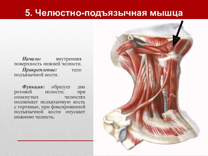 5. Челюстно-подъязычная мышца Начало: внутренняя поверхность нижней челюсти. Прикрепление: тело