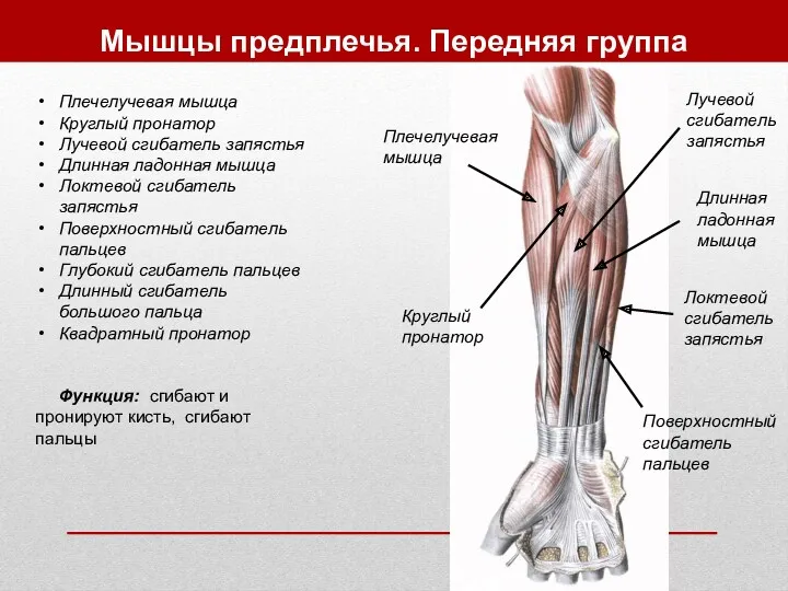 Мышцы предплечья. Передняя группа Плечелучевая мышца Круглый пронатор Лучевой сгибатель