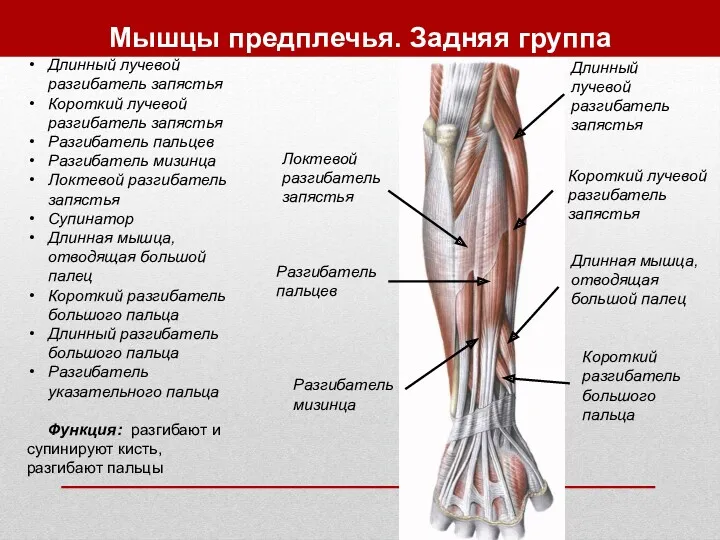 Мышцы предплечья. Задняя группа Длинный лучевой разгибатель запястья Короткий лучевой