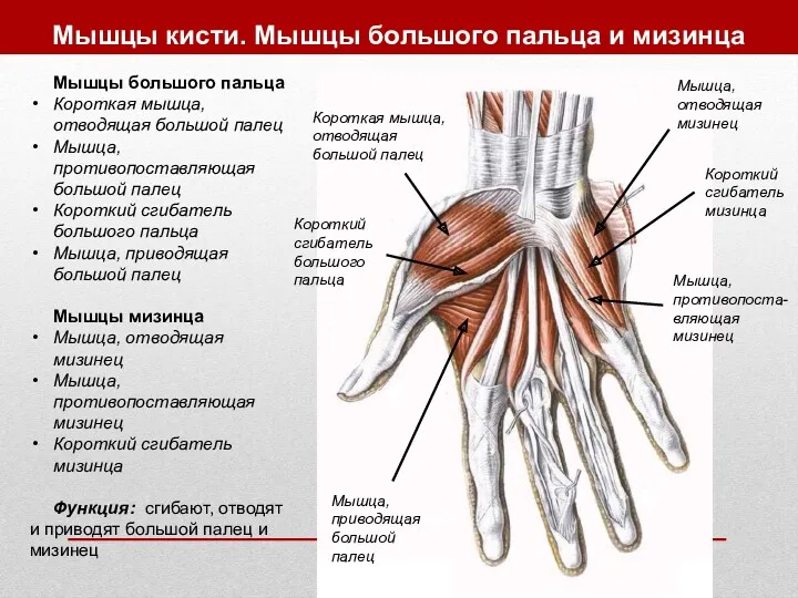 Мышцы кисти. Мышцы большого пальца и мизинца Мышцы большого пальца