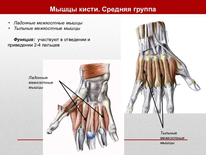 Мышцы кисти. Средняя группа Ладонные межкостные мышцы Тыльные межкостные мышцы