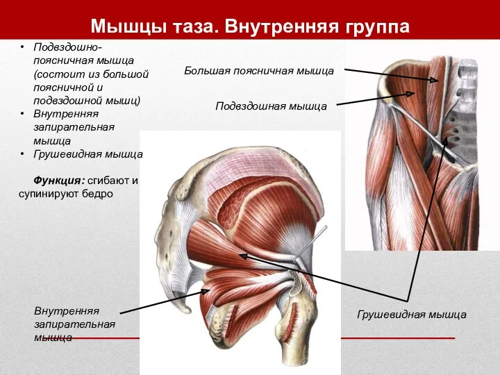 Мышцы таза. Внутренняя группа Подвздошно-поясничная мышца (состоит из большой поясничной