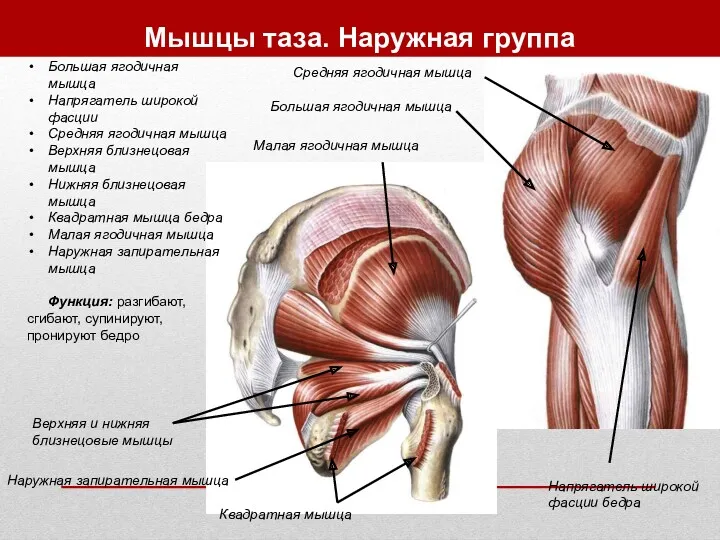 Мышцы таза. Наружная группа Большая ягодичная мышца Напрягатель широкой фасции