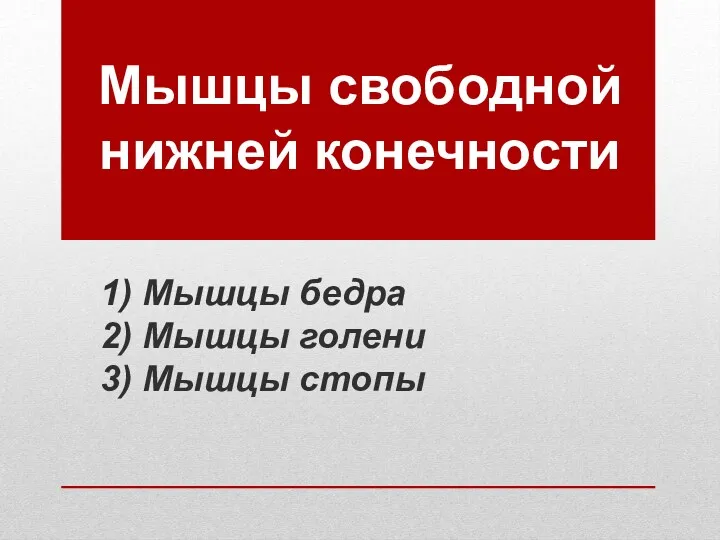 Мышцы свободной нижней конечности 1) Мышцы бедра 2) Мышцы голени 3) Мышцы стопы