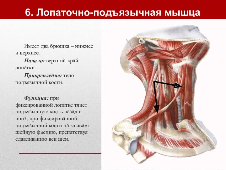 6. Лопаточно-подъязычная мышца Имеет два брюшка – нижнее и верхнее.