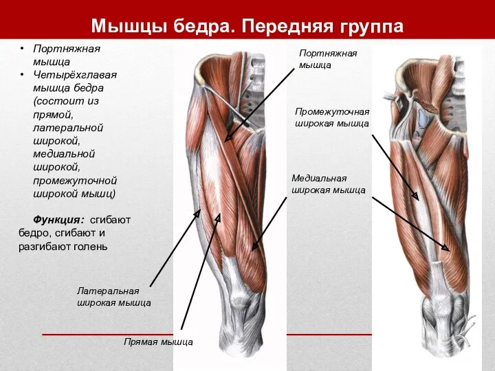 Мышцы бедра. Передняя группа Портняжная мышца Четырёхглавая мышца бедра (состоит