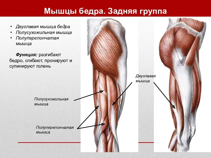 Мышцы бедра. Задняя группа Двуглавая мышца бедра Полусухожильная мышца Полуперепончатая