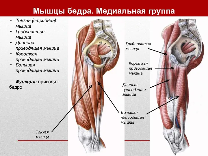 Мышцы бедра. Медиальная группа Тонкая (стройная) мышца Гребенчатая мышца Длинная