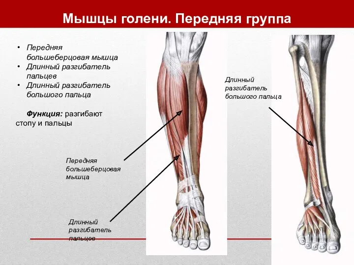 Мышцы голени. Передняя группа Передняя большеберцовая мышца Длинный разгибатель пальцев