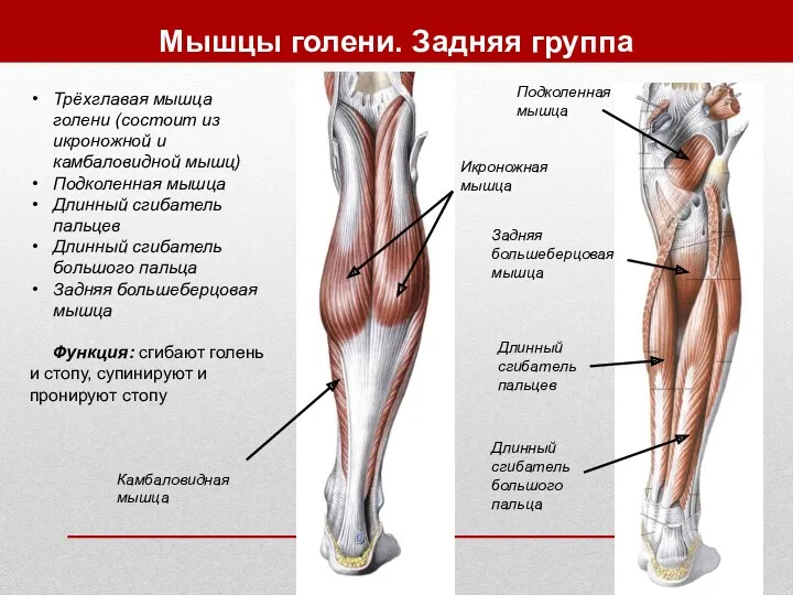 Мышцы голени. Задняя группа Трёхглавая мышца голени (состоит из икроножной