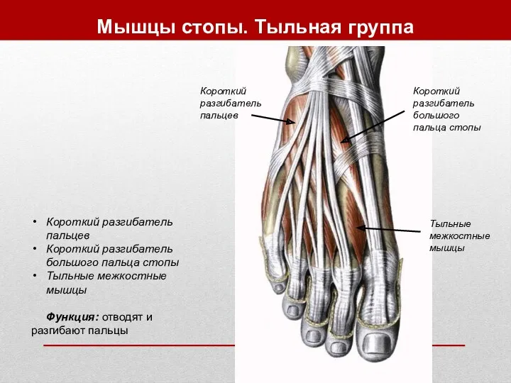 Мышцы стопы. Тыльная группа Короткий разгибатель пальцев Короткий разгибатель большого