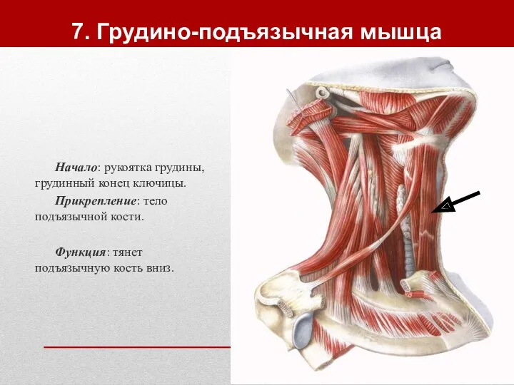 7. Грудино-подъязычная мышца Начало: рукоятка грудины, грудинный конец ключицы. Прикрепление: