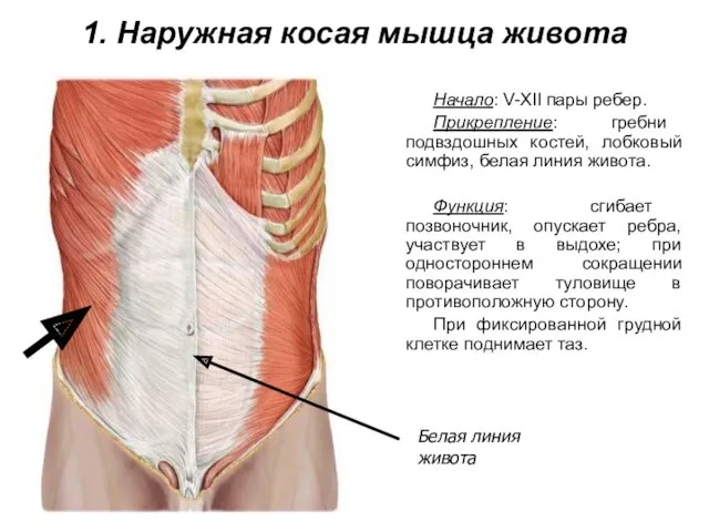 1. Наружная косая мышца живота Начало: V-XII пары ребер. Прикрепление: