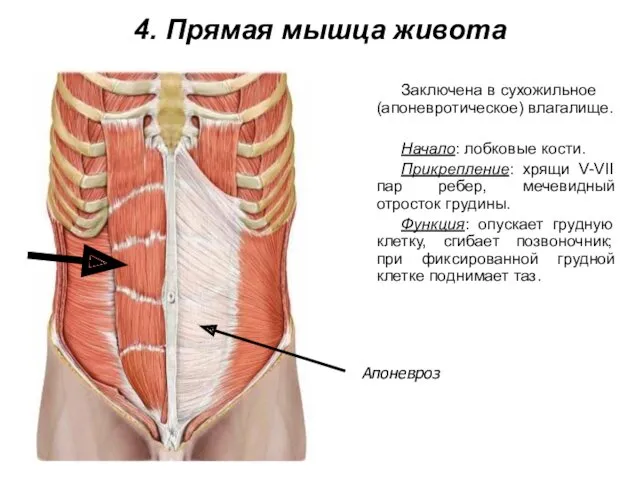 4. Прямая мышца живота Заключена в сухожильное (апоневротическое) влагалище. Начало: