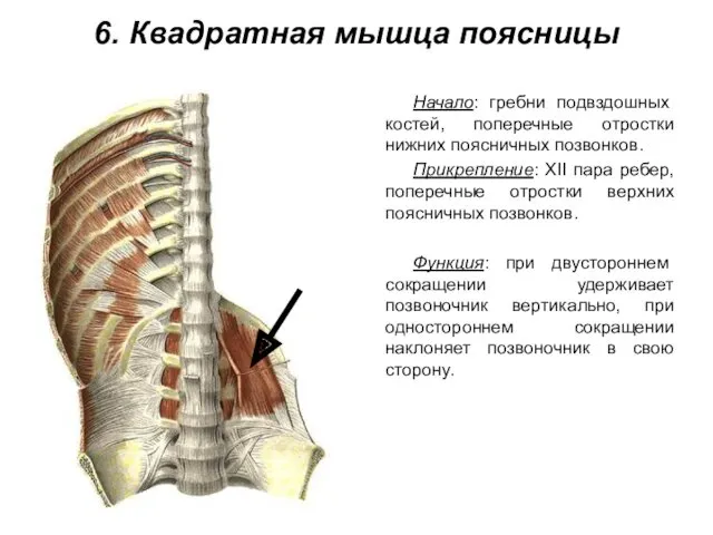 6. Квадратная мышца поясницы Начало: гребни подвздошных костей, поперечные отростки