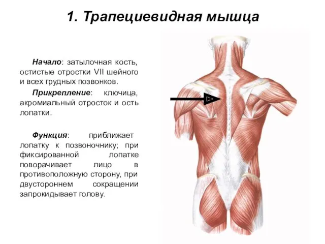 1. Трапециевидная мышца Начало: затылочная кость, остистые отростки VII шейного