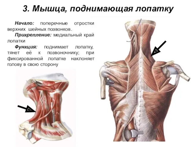 3. Мышца, поднимающая лопатку Начало: поперечные отростки верхних шейных позвонков.