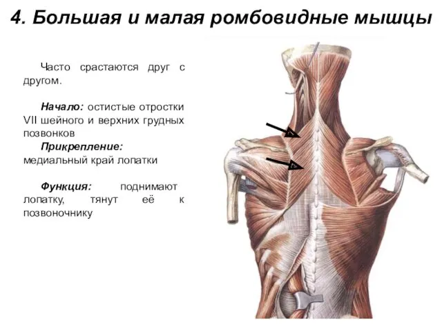 4. Большая и малая ромбовидные мышцы Часто срастаются друг с