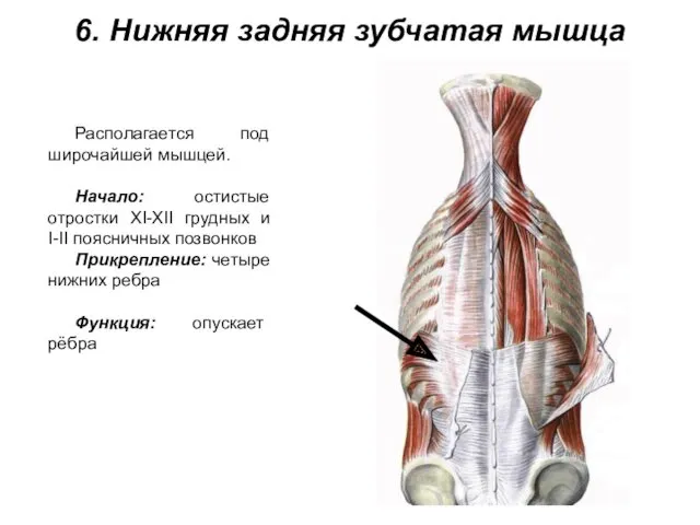 6. Нижняя задняя зубчатая мышца Располагается под широчайшей мышцей. Начало: