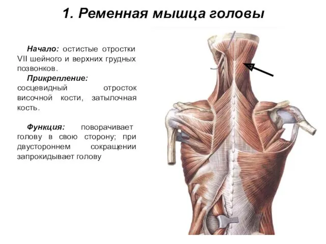 1. Ременная мышца головы Начало: остистые отростки VII шейного и