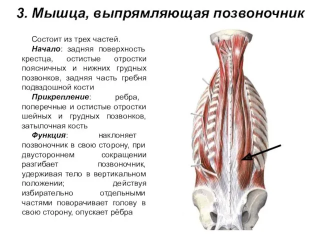 3. Мышца, выпрямляющая позвоночник Состоит из трех частей. Начало: задняя