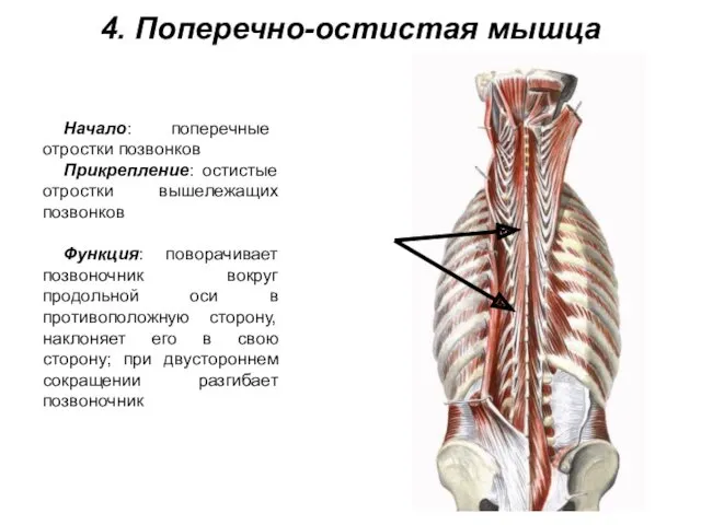 4. Поперечно-остистая мышца Начало: поперечные отростки позвонков Прикрепление: остистые отростки