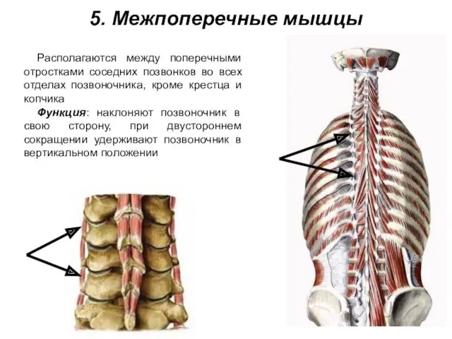 5. Межпоперечные мышцы Располагаются между поперечными отростками соседних позвонков во