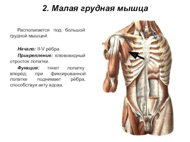 2. Малая грудная мышца Располагается под большой грудной мышцей. Начало: