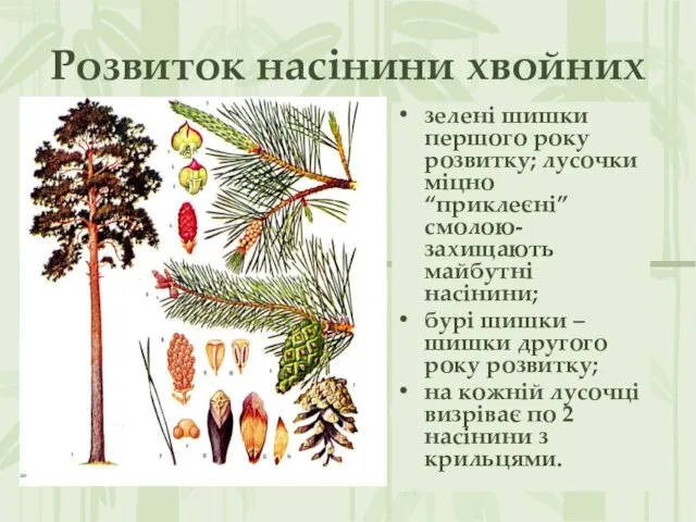 Розвиток насінини хвойних зелені шишки першого року розвитку; лусочки міцно