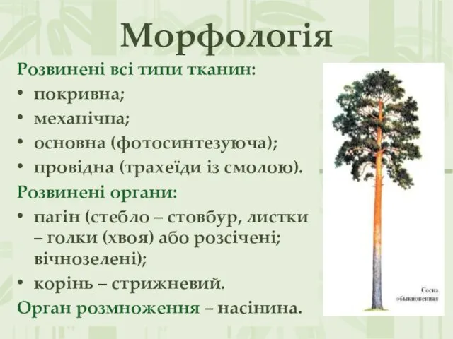 Морфологія Розвинені всі типи тканин: покривна; механічна; основна (фотосинтезуюча); провідна