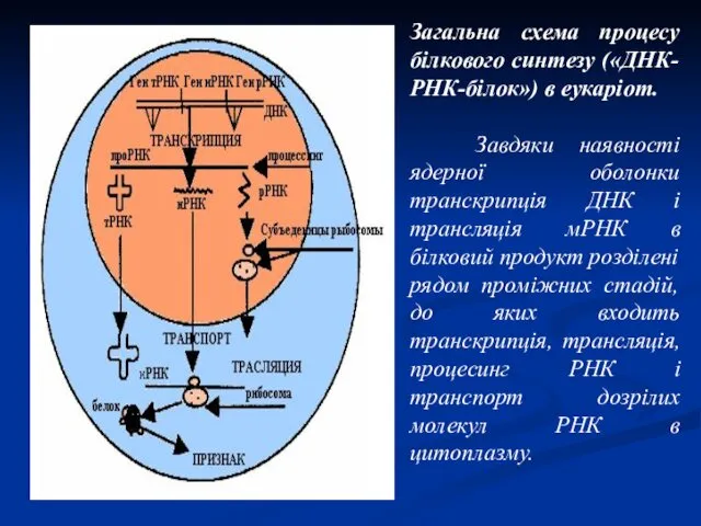 Загальна схема процесу білкового синтезу («ДНК-РНК-білок») в еукаріот. Завдяки наявності