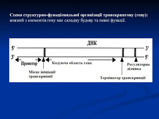 Схема структурно-функціональної організації транскриптону (гену): кожний з елементів гену має складну будову та певні функції.