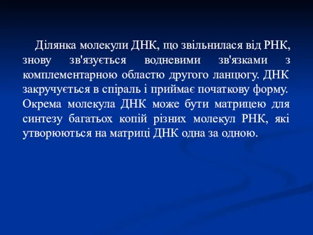 Ділянка молекули ДНК, що звільнилася від РНК, знову зв'язується водневими