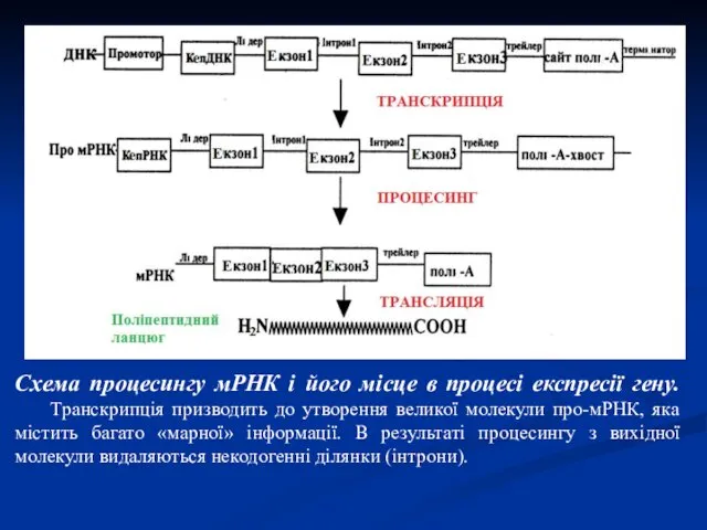 Схема процесингу мРНК і його місце в процесі експресії гену.