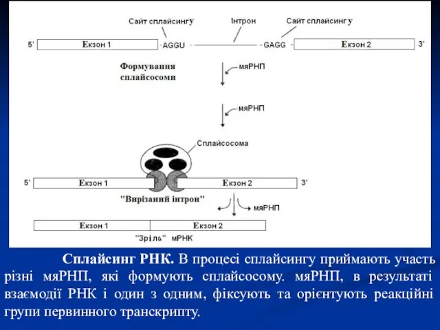 Сплайсинг РНК. В процесі сплайсингу приймають участь різні мяРНП, які