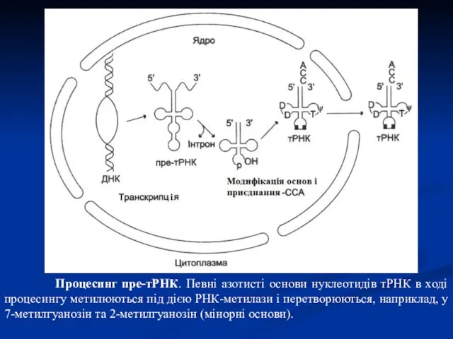 Процесинг пре-тРНК. Певні азотисті основи нуклеотидів тРНК в ході процесингу