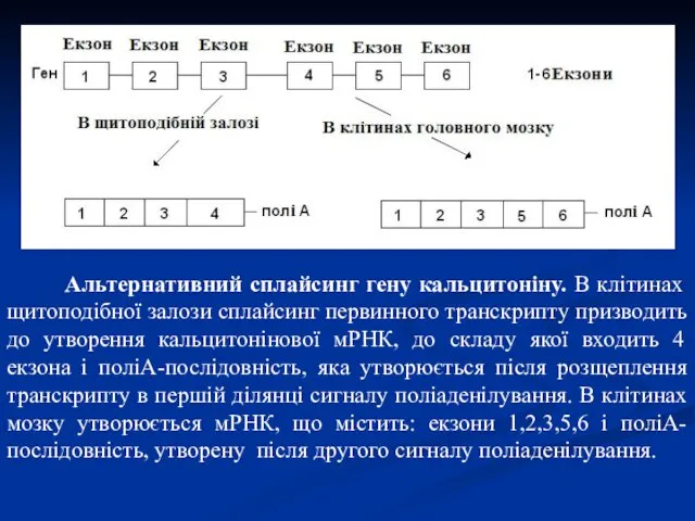 Альтернативний сплайсинг гену кальцитоніну. В клітинах щитоподібної залози сплайсинг первинного