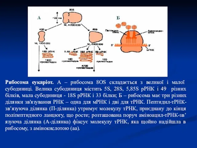 Рибосома еукаріот. А – рибосома 8ОS складається з великої і