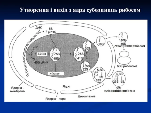 Утворення і вихід з ядра субодиниць рибосом