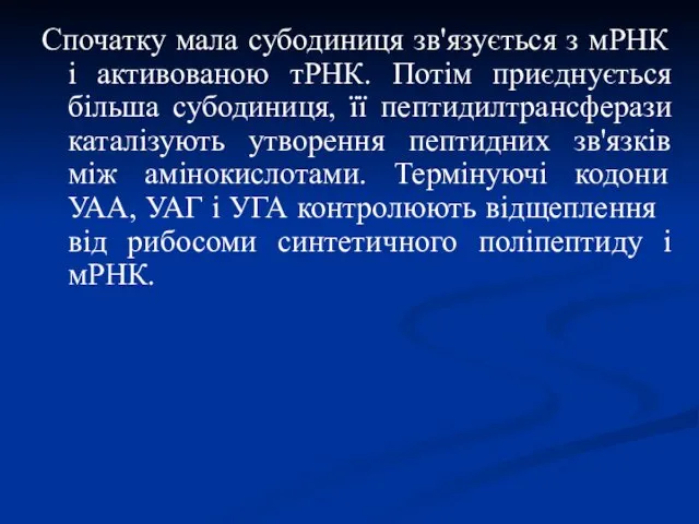 Спочатку мала субодиниця зв'язується з мРНК і активованою тРНК. Потім