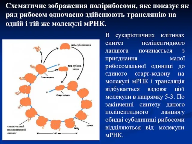 В еукаріотичних клітинах синтез поліпептидного ланцюга починається з приєднання малої