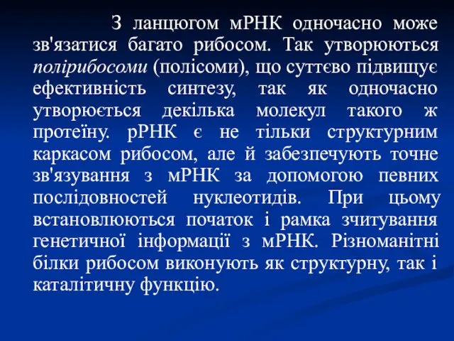 З ланцюгом мРНК одночасно може зв'язатися багато рибосом. Так утворюються