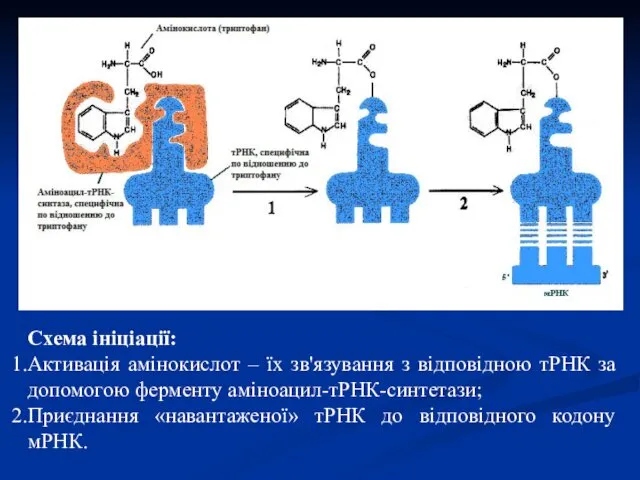 Схема ініціації: Активація амінокислот – їх зв'язування з відповідною тРНК