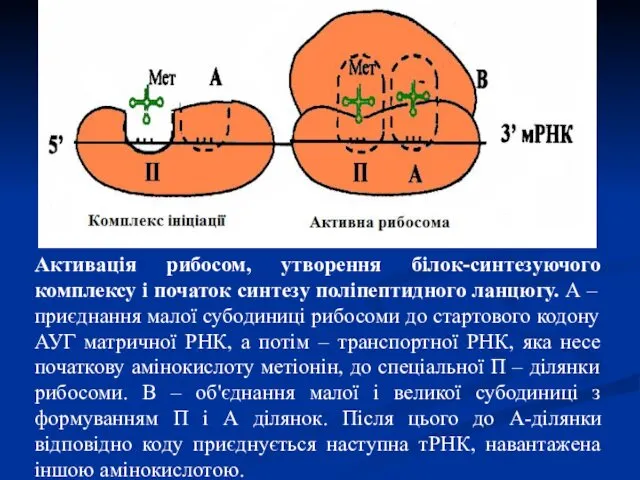 Активація рибосом, утворення білок-синтезуючого комплексу і початок синтезу поліпептидного ланцюгу.