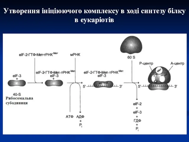 Утворення ініціюючого комплексу в ході синтезу білку в еукаріотів