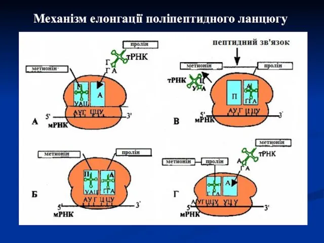 Механізм елонгації поліпептидного ланцюгу