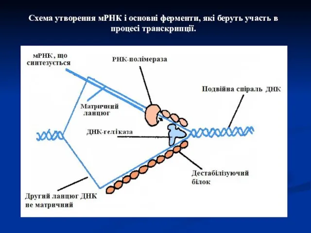 Схема утворення мРНК і основні ферменти, які беруть участь в процесі транскрипції.